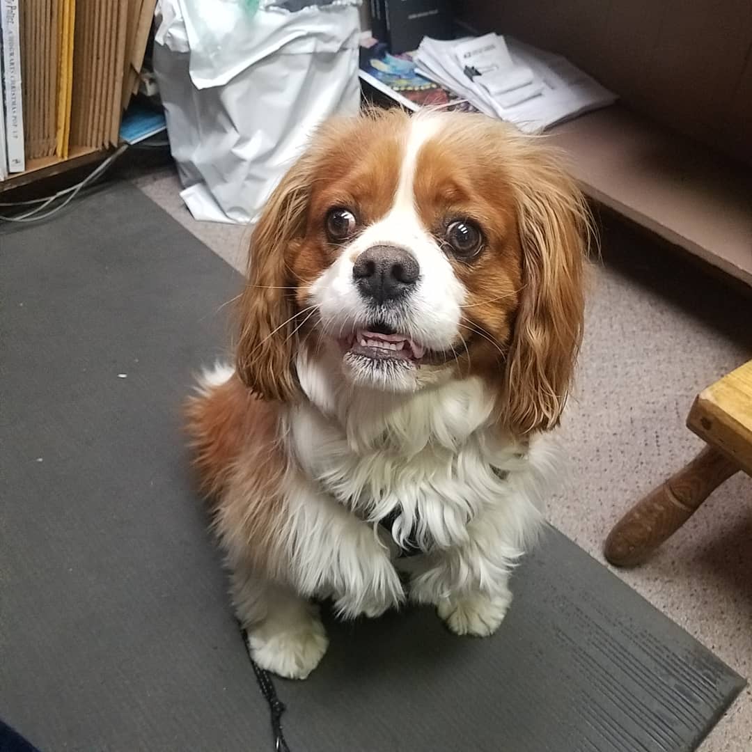 Learned Owl tweet media