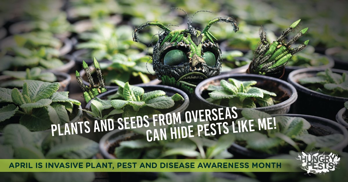 #DYK? April is Invasive Plant Pest and Disease Awareness Month! 

Learn how to spot, report, and prevent the spread of @HungryPests that harm plant health: go.usa.gov/xHYpg  #IPPDAM