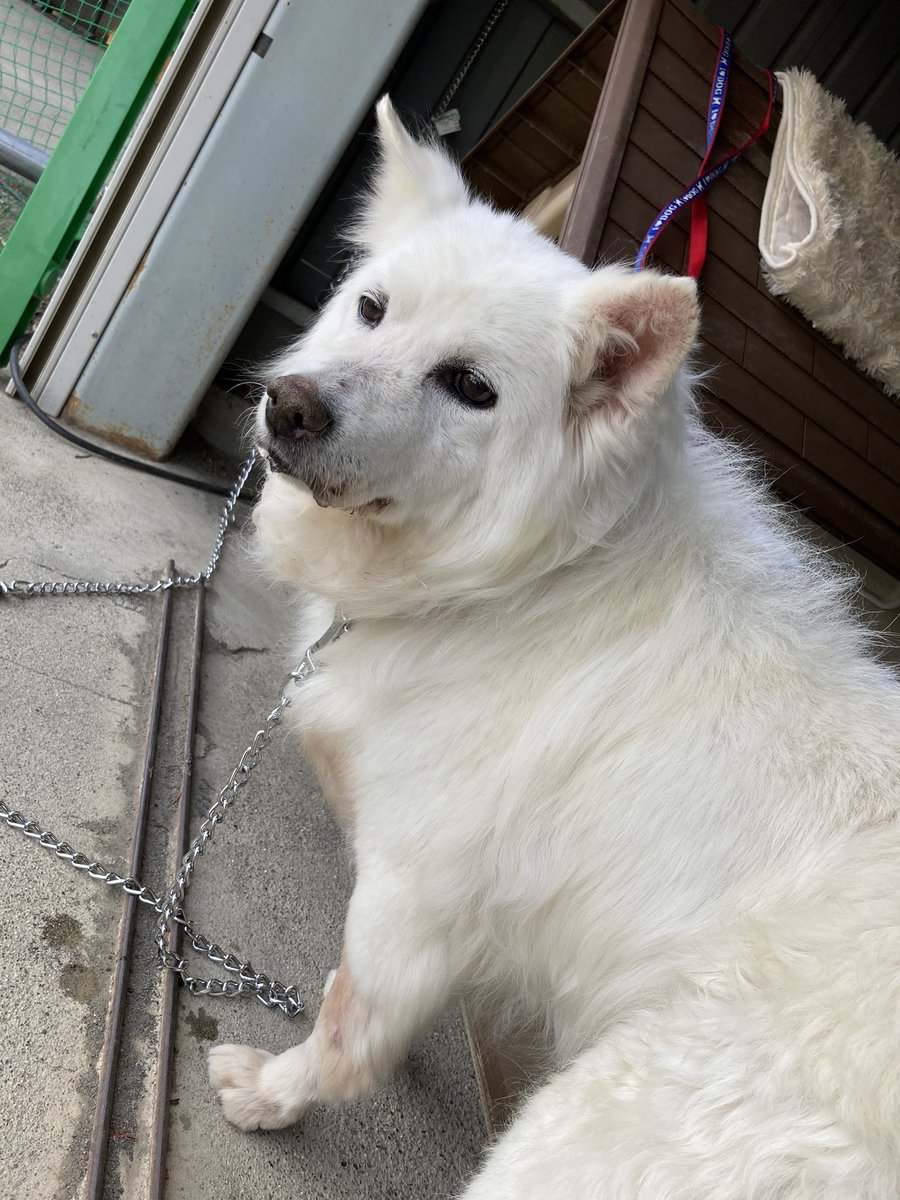 白い犬 白い犬