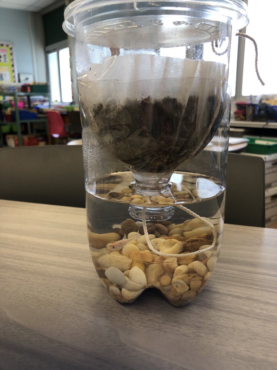 Day 1 science project #ecosystems    Meet Fern the 🐠