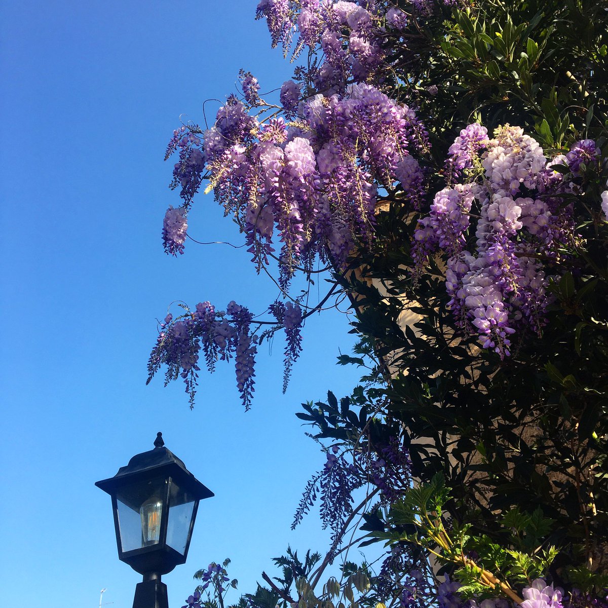 scroccaroma's tweet photo. E intanto era #aprile,
e il #glicine era qui, a rifiorire.

And meanwhile it was #April,
and the #wisteria was here, blooming again.

#pierpaolopasolini #scroccaroma #pasolini https://t.co/eGQpEwA7Kt