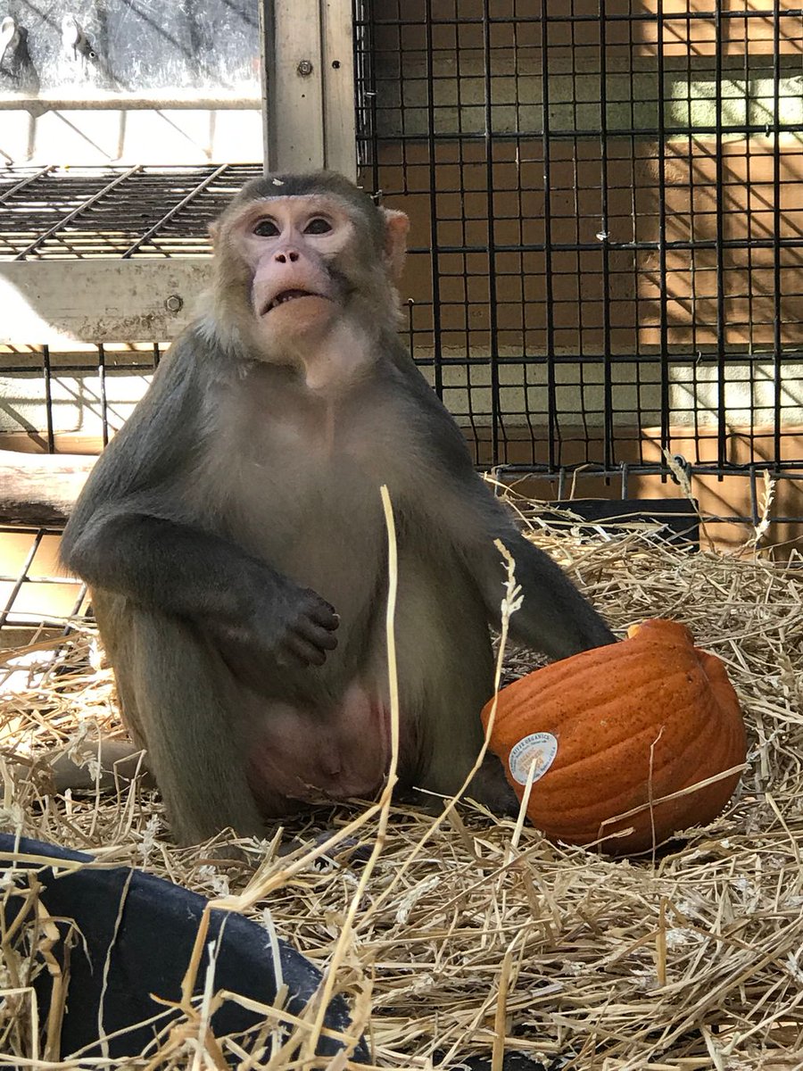 prim8rescue's tweet photo. #FridayFriendFinder We suspect that George's life as a pet was very traumatic. He was only 2 when he was rescued and he was already very aggressive. To calm George's nerves, we like to give him new and exciting enrichment often.
https://t.co/jW5XytdSnb https://t.co/GiTSjYOv7Y