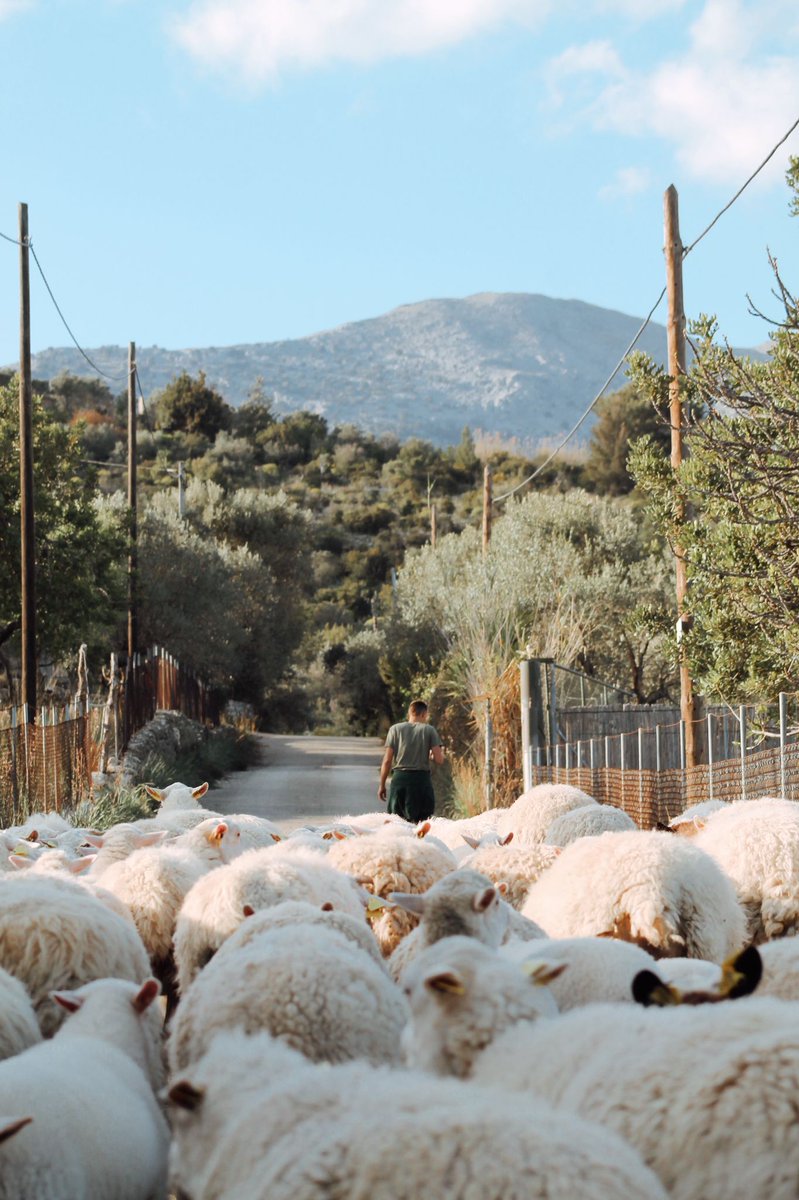 ¡A pasturar! 🐏Nos encanta ir de excursión y encontrarnos con sorpresas como esta.😍
¿Te atreves a decirnos cuántas hay?🌿

Let's graze! We love to go hiking and find surprises like this one. Do you dare to tell us how many there are?
#Visitmallorca #mallorcalovers #islasbaleares