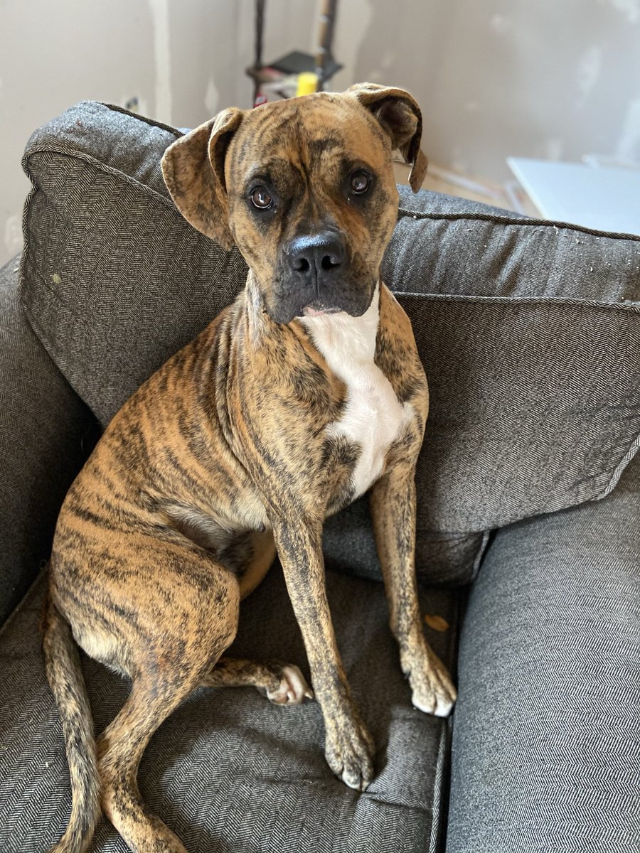 KarielleY's tweet photo. Can’t believe my Coco Chanel  is gonna be 2 years old in 2 weeks! Where did my little pup go ?                 3 days old             1 year 9 months. https://t.co/aTWrvB9fdy