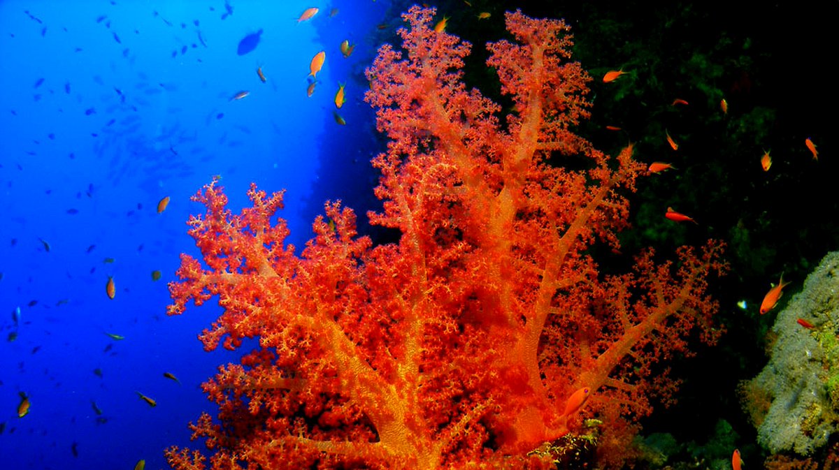 Coral life. Коралловые рифы красного моря. Красный коралл. Водоросли красного моря. Кораллы в Египте.