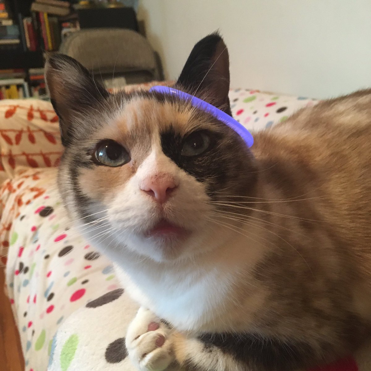 abookbumble's tweet photo. Look who’s ready for release day a little early! ELECTRIC TREES is coming in just a few days!!! #NewBook #ElectricTrees #CatsOfTwitter https://t.co/e63eRD05on