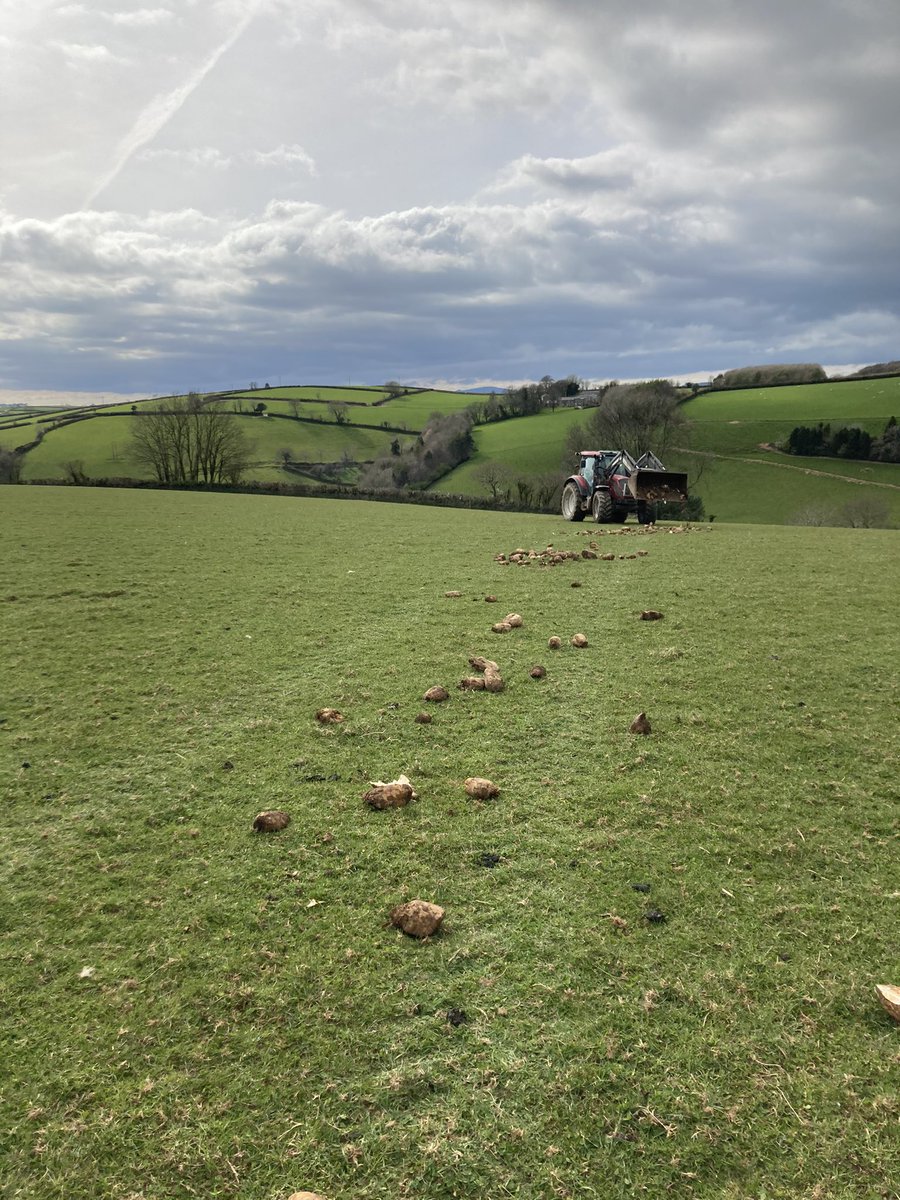 Fodder beet being put out in some lambing paddocks,less than ideal but our grass growth is seriously stalling compared to what we expect in our easy climate.