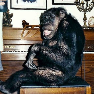 RealGilbertACP's tweet photo. #GGACPattentionmustbepaid @RealGilbert, @Franksantopadre and everyone at #GGACP salutes the legendary Cheetah the Chimp, #BOTD in 1932! After acting alongside (and then living with) Weissmuller, the simian lived a posh life and died at age 80 in a sanctuary! #MonkeyFriday https://t.co/YUSOsQrhOa