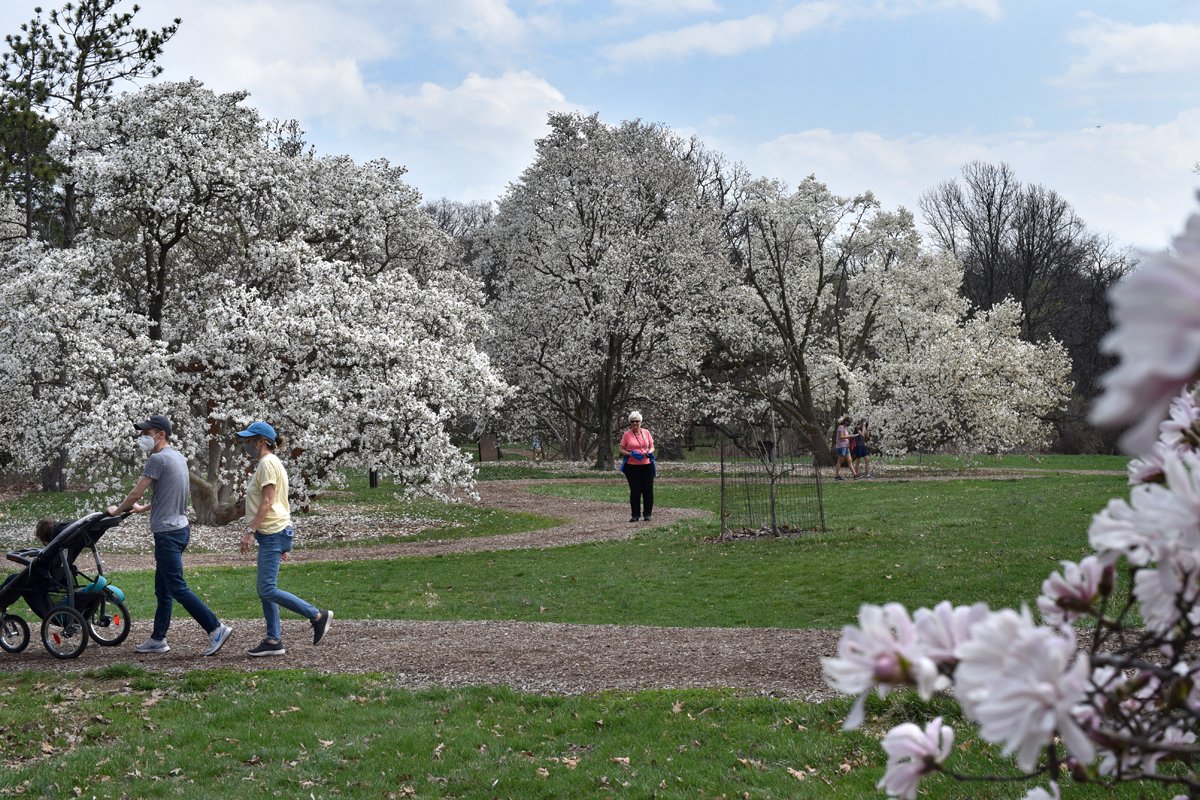 MortonArboretum's tweet photo. Stunning magnolias are blooming in the Magnolia Collection near Parking Area P-5, &amp; daffodils are flowering on the East &amp; West sides. In the woodlands, look for hepaticas near Parking Area P-11. See what else is popping up this week: https://t.co/x7ZUxyfjv7 #springblooms https://t.co/7RkF4XX51D