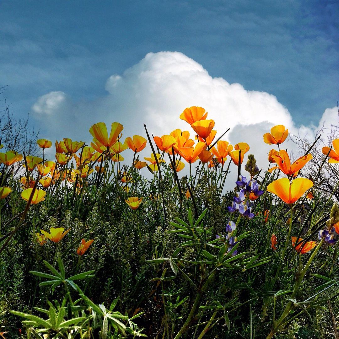 tucson_guide's tweet photo. hey wildflower szn, how you doin' 🌼
📷: @chuck_pacific https://t.co/Y9He9ZeAbp