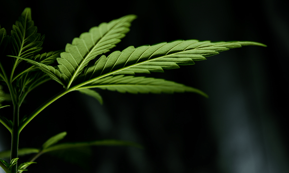 WheresWeed's tweet photo. #CraftCannabis is taking the industry by storm! 🌱 Learn more about craft vs. commercial & why you should always try to #supportlocalcannabis! 🤝💨
https://t.co/SLLJNKcVFW https://t.co/3upsAjzvMI