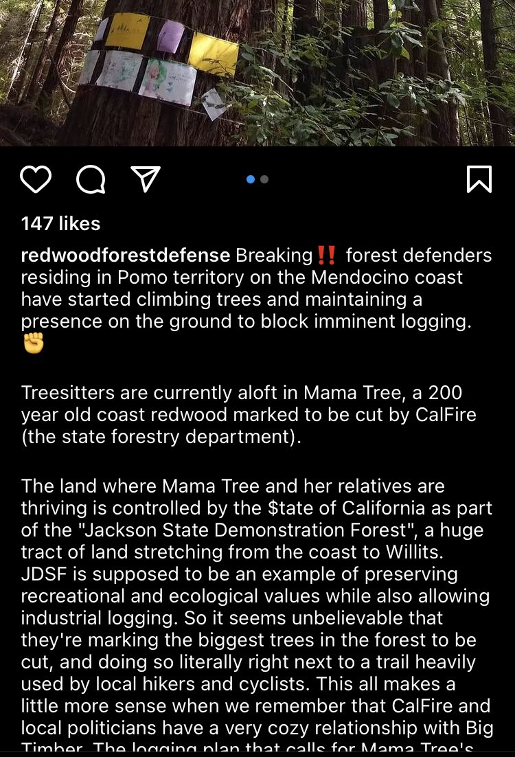 cascwild's tweet photo. And they’re up! Tree sitters in south Cascadia have ascended Mama Tree in an effort to stop old-growth redwood logging by the state of California. Solidarity, forest defenders. IG: redwoodforestdefense https://t.co/Jns8AY5HLS