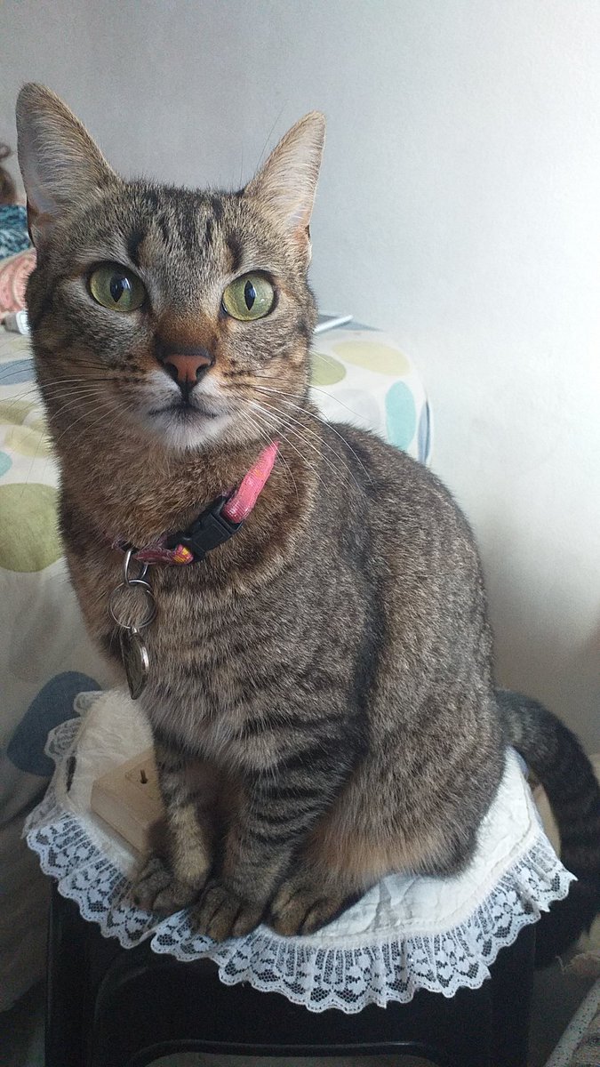 imgiselove's tweet image. Dory 😻😺🐈💎💖