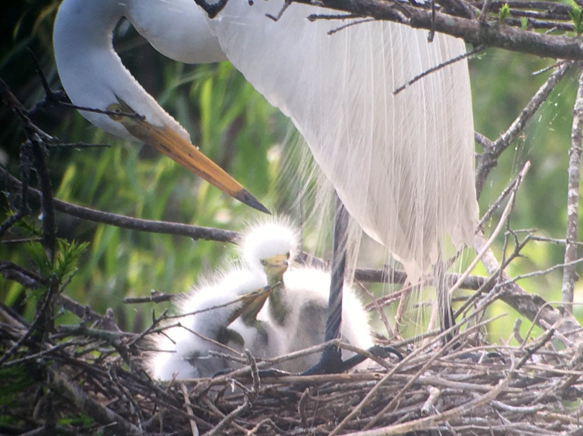 Running With Scissor-tails tweet media