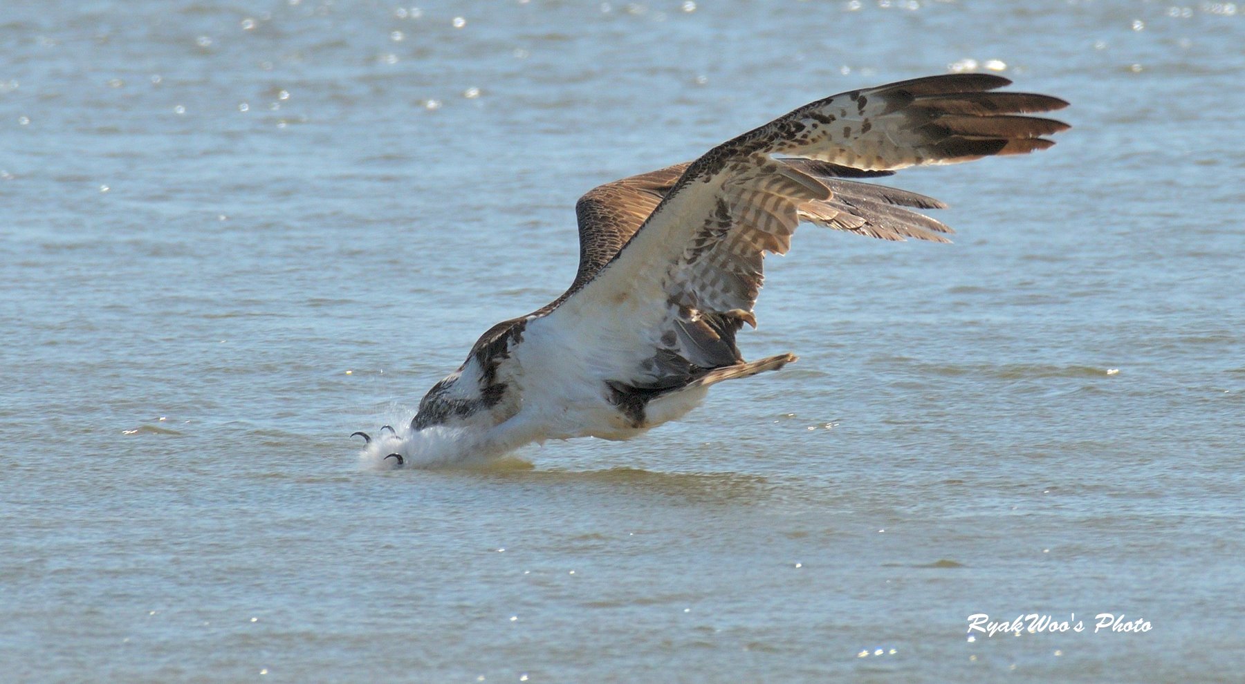 略羽 爪 瞬膜 翼 Osprey April 21 ミサゴ 魚 ワタシがレンズ向けてたので もちろん空振りでした