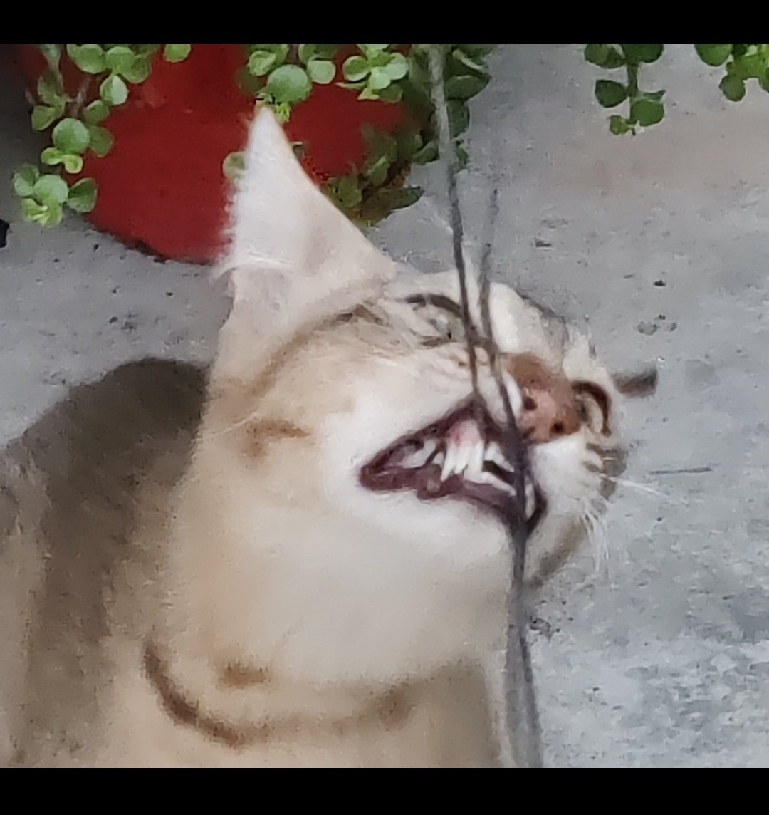 the count of monte felino 
#CatsOfTwitter #CatsDoingThings 
@maimae2017 @ShouldHaveCat @CatsPopular @cats_dynamite @catsdotexe