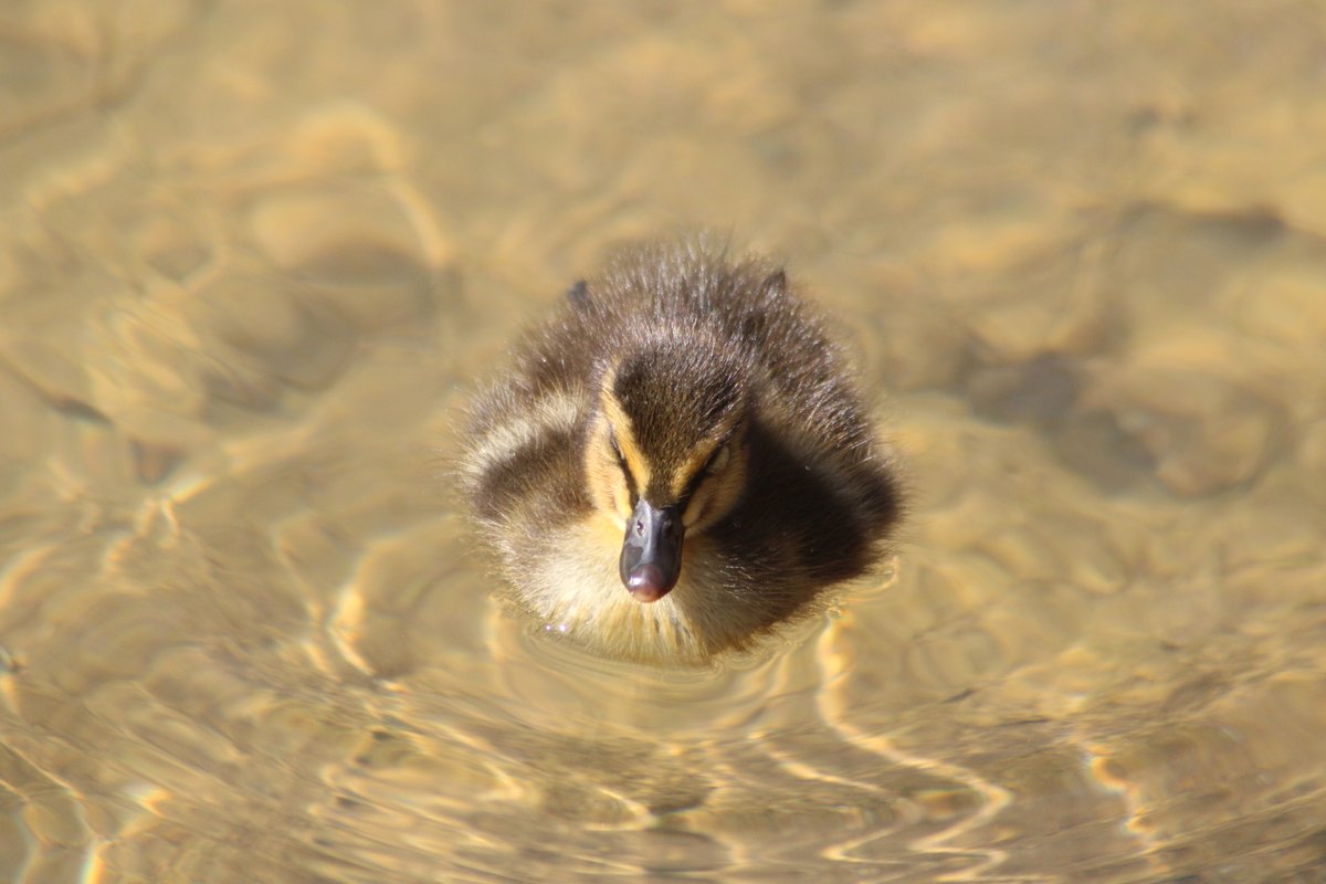 Him float.Baby duck thread - Part 6
