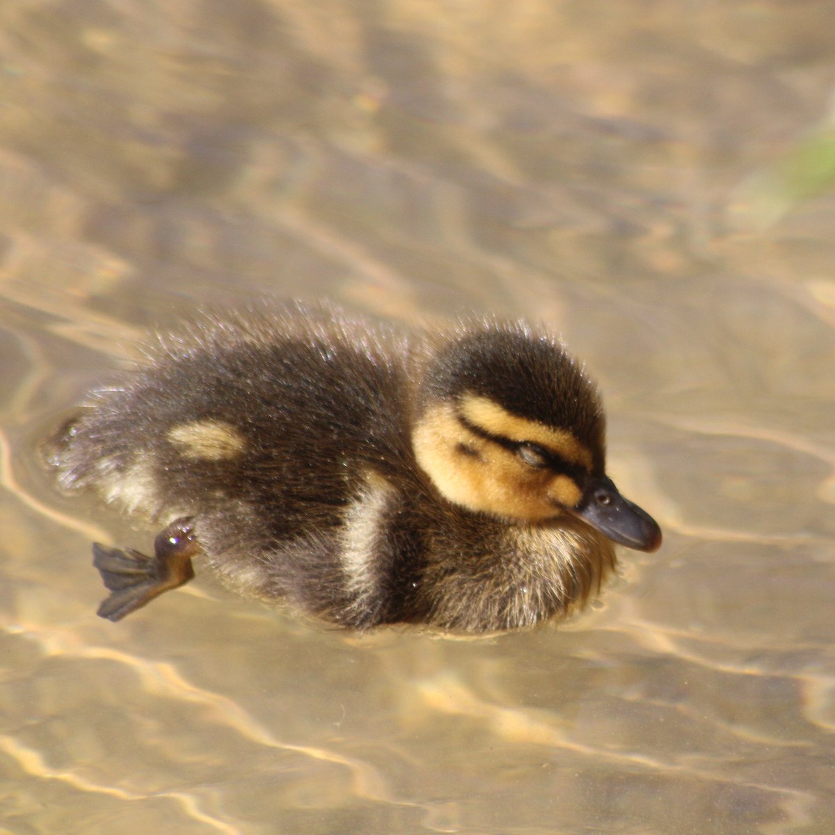 Him float.Baby duck thread - Part 6