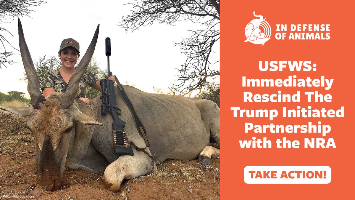 Why is @USFWS doing the @NRA's bidding by training hunters to kill #ProtectedSpecies when they leave their protected areas to travel along #MigrationCorridors? USFWS rescind the January 13th 2021 Memorandum of Understanding with the NRA now. #Animals bit.ly/2Q96hNC