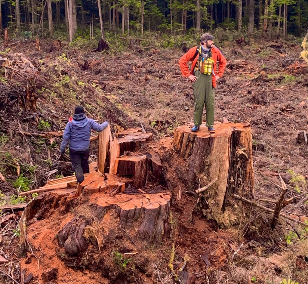 Ancient  #OldGrowth culturally required cedars are being logged in violation of pre-Canadian treaties,  #Section35 &  #UNDRIP leaving stumps big enough to park a car on by logging corporations like WFP celebrated by the  @bcndp as “progressive” job creators on  #VancouverIsland.