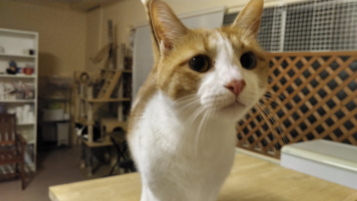 ねこのひみつ基地 Nekohimitsukiti Twitter ねこのひみつ基地 Nekohimitsukiti Twitter