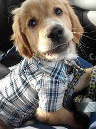 sam winchester as puppies (@puppiesammy) on Twitter photo 