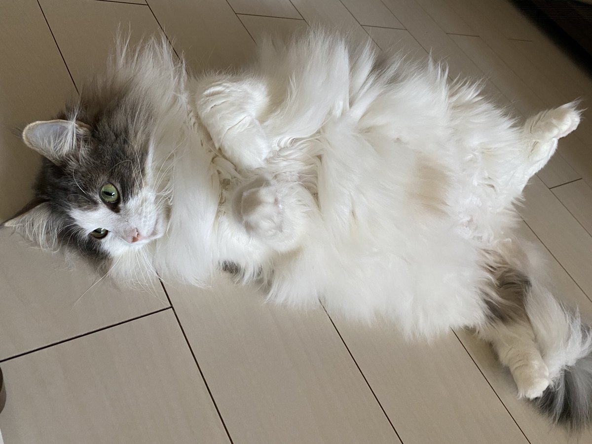 ジーナ Twitter Search