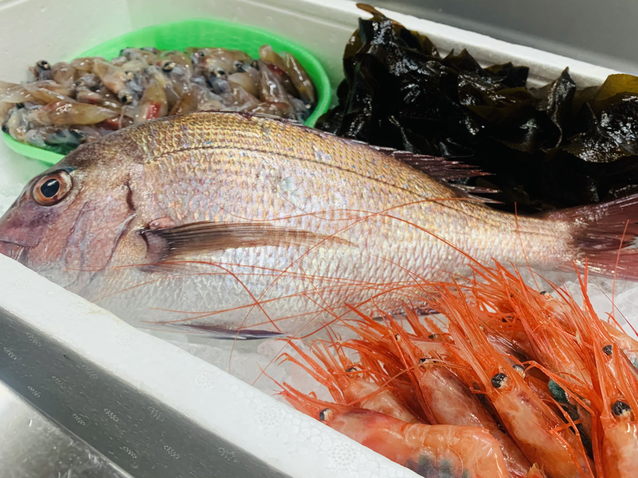 北陸の魚 Twitter Search Twitter
