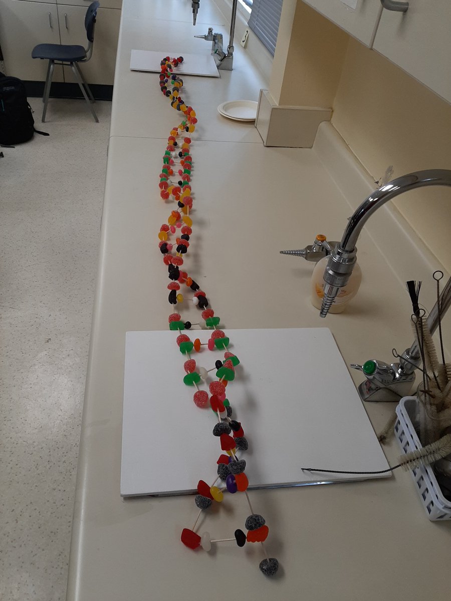 glenlyonnorfolk's tweet image. IB Sciences 10 students used sweet treats last week to build a DNA molecule using candies. This helped consolidate their learning into a hands-on form!  

#mygns #gnsscience