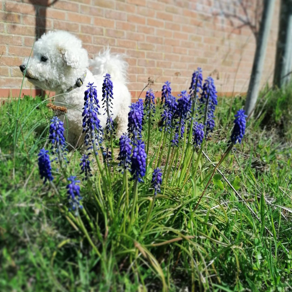BichonJones's tweet photo. Bichon in the Bluebells 💙

#bichonbaby #dogsoftwitter #dogsarelove #bichonfrisé #FluffyFriday #FridayVibes #zombiebullz #zshq #cutedog https://t.co/2ruvrhPhZo