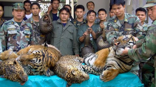 #China's establishment of Special Economic Zones world-wide, esp. in developing countries, are helping #wildlife traffickers. Where is the #outrage? Do we want to wipe out all wildlife for ignorance & greed? #stopwildlifetrade #StuffWeShouldCancel See @zooinspectors ' Tweet below