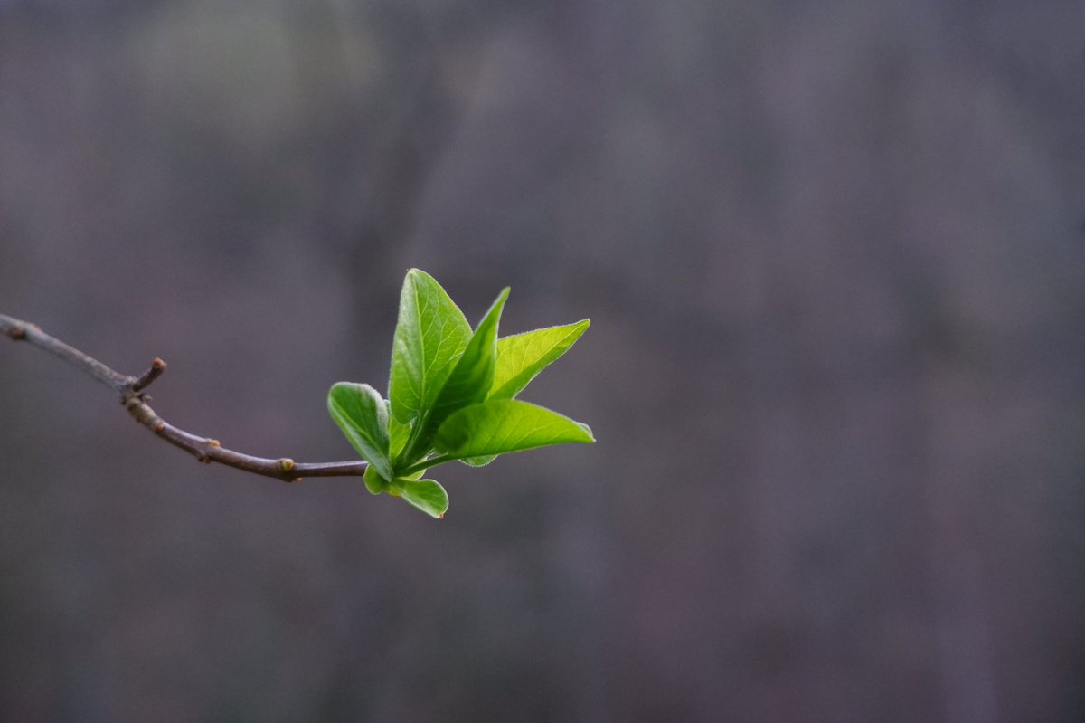 Green on grey. #spring #april #fujifilm