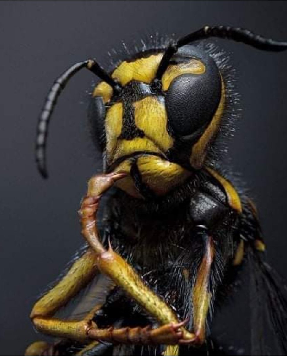 bkfwebdev's tweet image. Ever meet someone so smart they outsmart themselves?