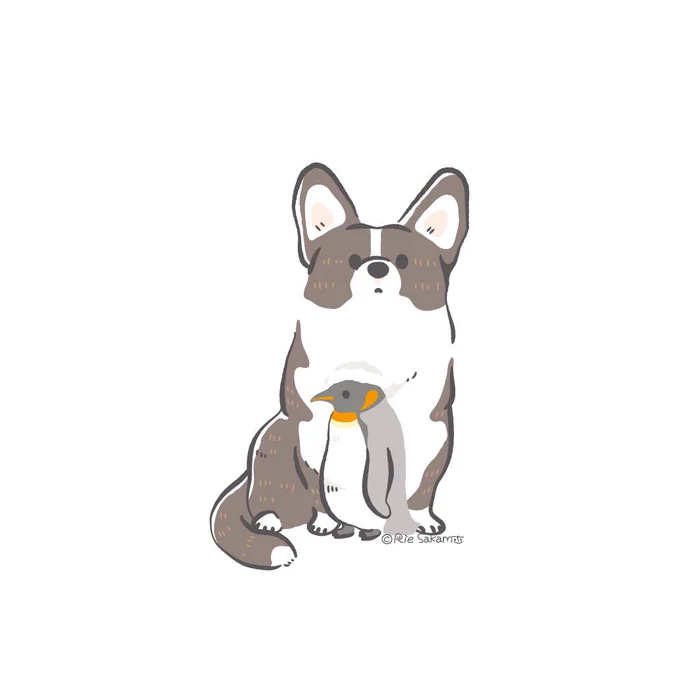 コーギーのお腹でもふもふするキングペンギン(2/14)
#corgi #コーギー 