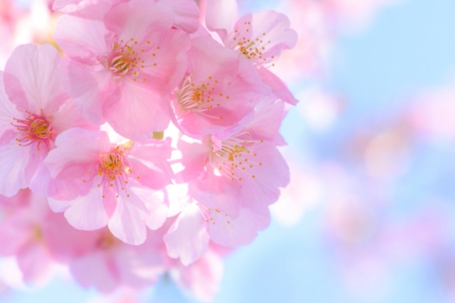 花言葉はのtwitterイラスト検索結果 花言葉はのtwitterイラスト検索結果