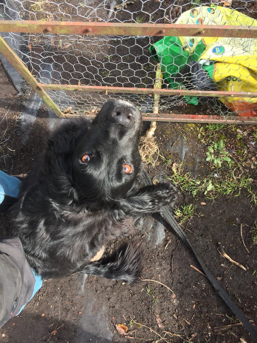 At the allotment I keep a tin of dog treats in the greenhouse. Whenever a fellow allotment holder comes past with their dog I ask if I can give it a treat. Today it was Ollie that got some, then for some reason he always sits on my feet ☺️he’s an absolute star. 
#allotmentdogs