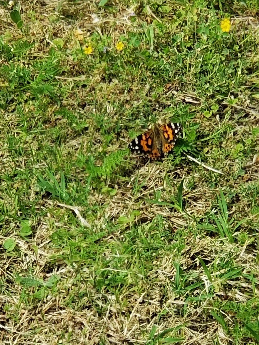 msFisherDCE's tweet photo. Today we set our little butterflies free in Pre K 🥰🦋🐛 https://t.co/szb8TAabUz