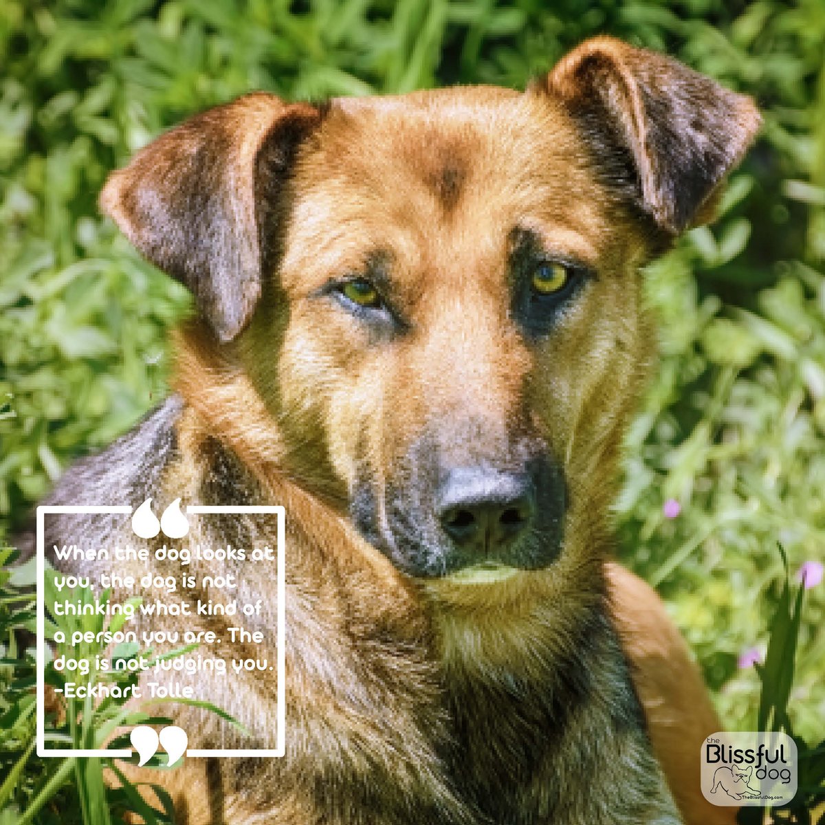 Eckhart Tolle has the most wonderful thoughts to share about living with dogs. I know he had a Cavalier King Charles Spaniel years ago. I wonder if he has a dog now. #theblissfuldog #eckharttolle #dogquotes #dogbliuss