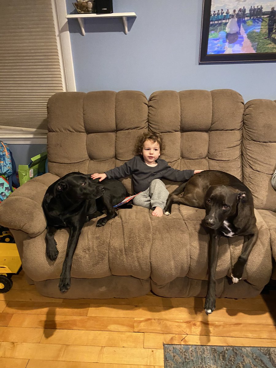 ZRichardsonATT's tweet photo. Our first two kids! Jax and Stryker helped announce our son Owen and have been the best big fur brothers we could have asked for. #ourNE #ourNEpets #NationalPetDay https://t.co/U52oC5pa7e