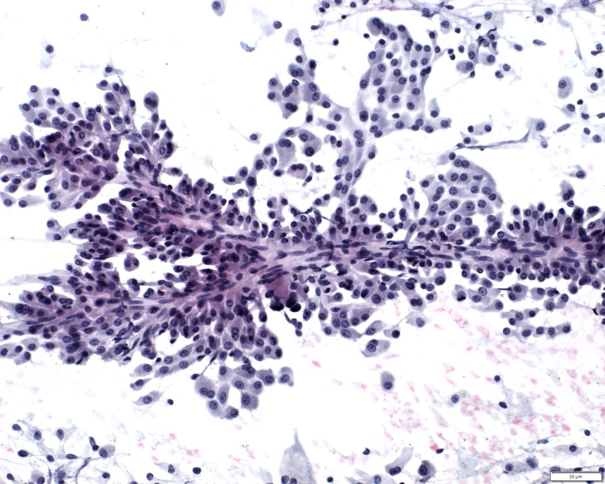 SteveLongMD tweet picture