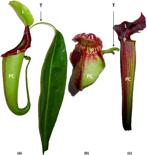 Convergent evolution of Pitcher plants in today's class adaptation corner, both at the morphological level [  https://nph.onlinelibrary.wiley.com/doi/full/10.1111/nph.14879, pic from here] and of their digestive proteins [ https://www.nature.com/articles/s41559-016-0059]