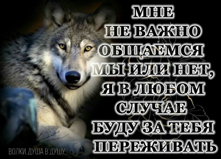 Про жизнь волков. Волк с надписью. Красивые статусы с волками. Волк со смыслом. Душа волка цитаты.