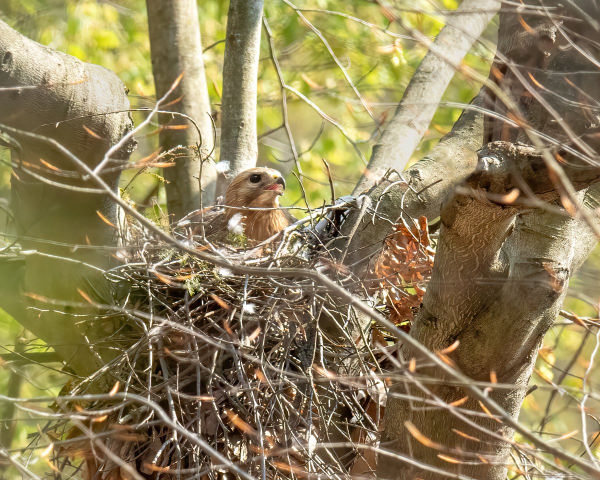 jpackardphoto's tweet photo. Mama Libby seen brooding her eggs in Klingle Valley. Won't be long now till we hear some peeps! @park_hawk #redshoulderedhawks #Hawks #Raptors https://t.co/2QlcfFS2yY