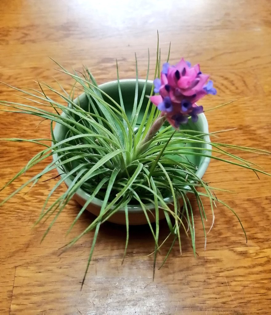 とりぷよ 時々手芸し哲学する エアプランツの花が咲いた 花言葉は 不屈 ですって 笑 かちょいい