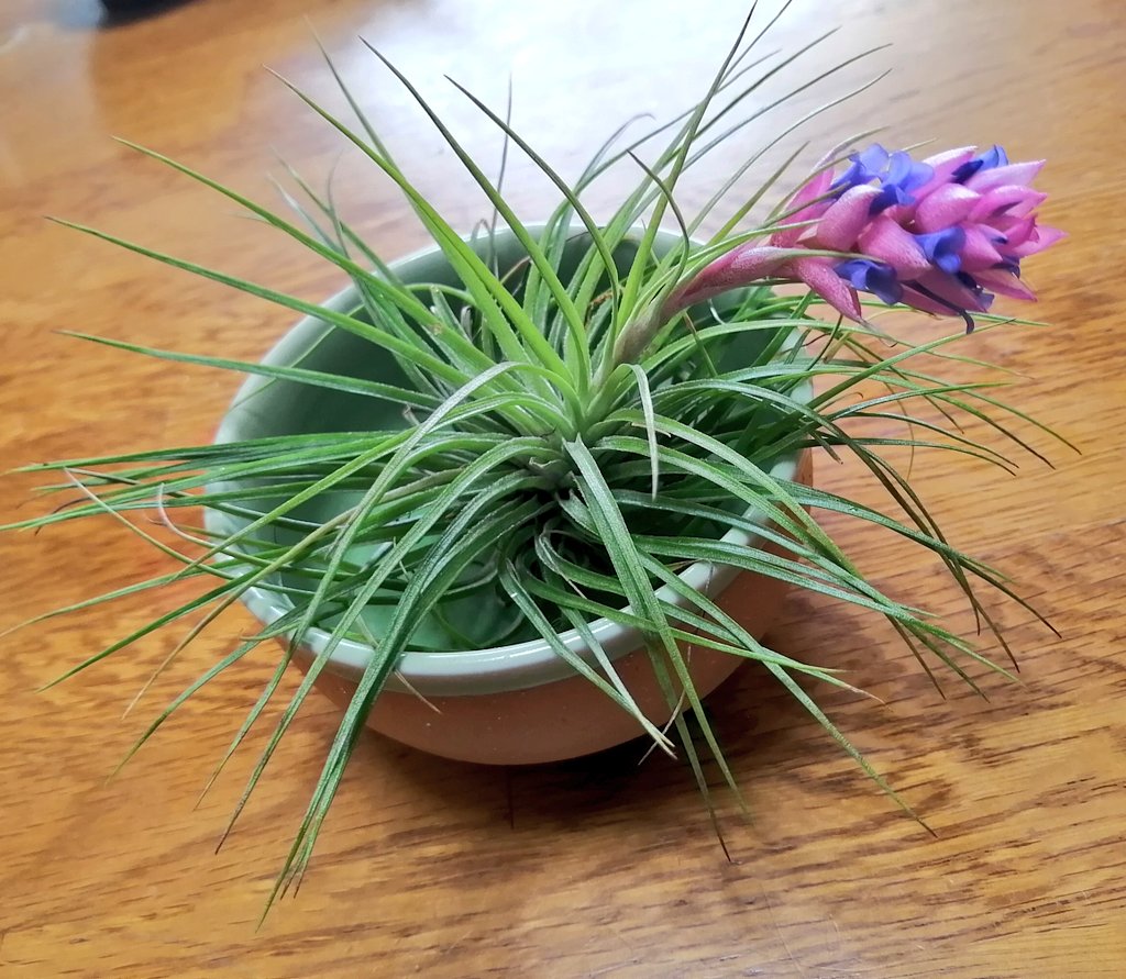 とりぷよ 時々手芸し哲学する エアプランツの花が咲いた 花言葉は 不屈 ですって 笑 かちょいい