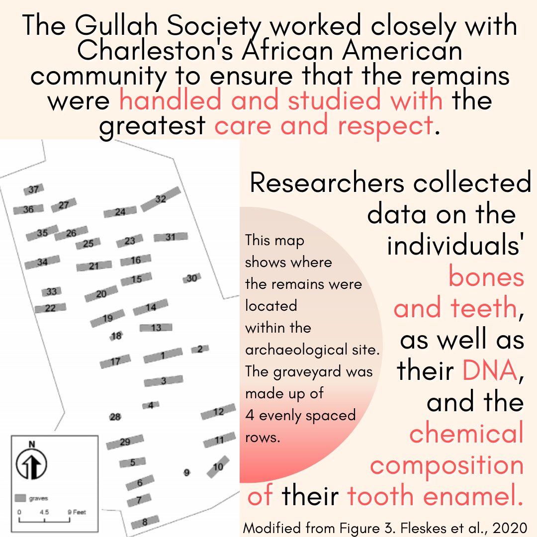 The  @GullahSociety worked closely with Charleston's African American community to ensure that the remains were handled and studies with the greatest care and respect.