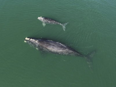 BiologistDan's tweet photo. Good News! 19 North Atlantic Right Whale calves spotted so far this year. More than the previous 3 years combined. Efforts to protect the whales are working. Now is not the time to ease up on maritime restrictions aimed to save the whales. There are still only 350 whales left. https://t.co/qb0ZzuUDrB