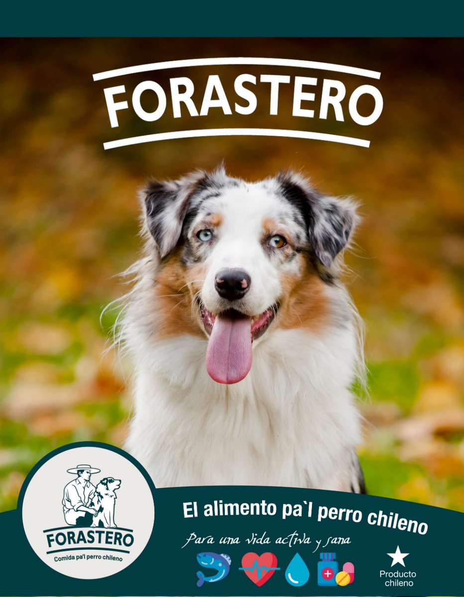MILTONDIAZB's tweet image. Más agradecido , cada vez más posicionado mi alimento para perro en #Pirque #Forastero #BordePirque 🐕😃