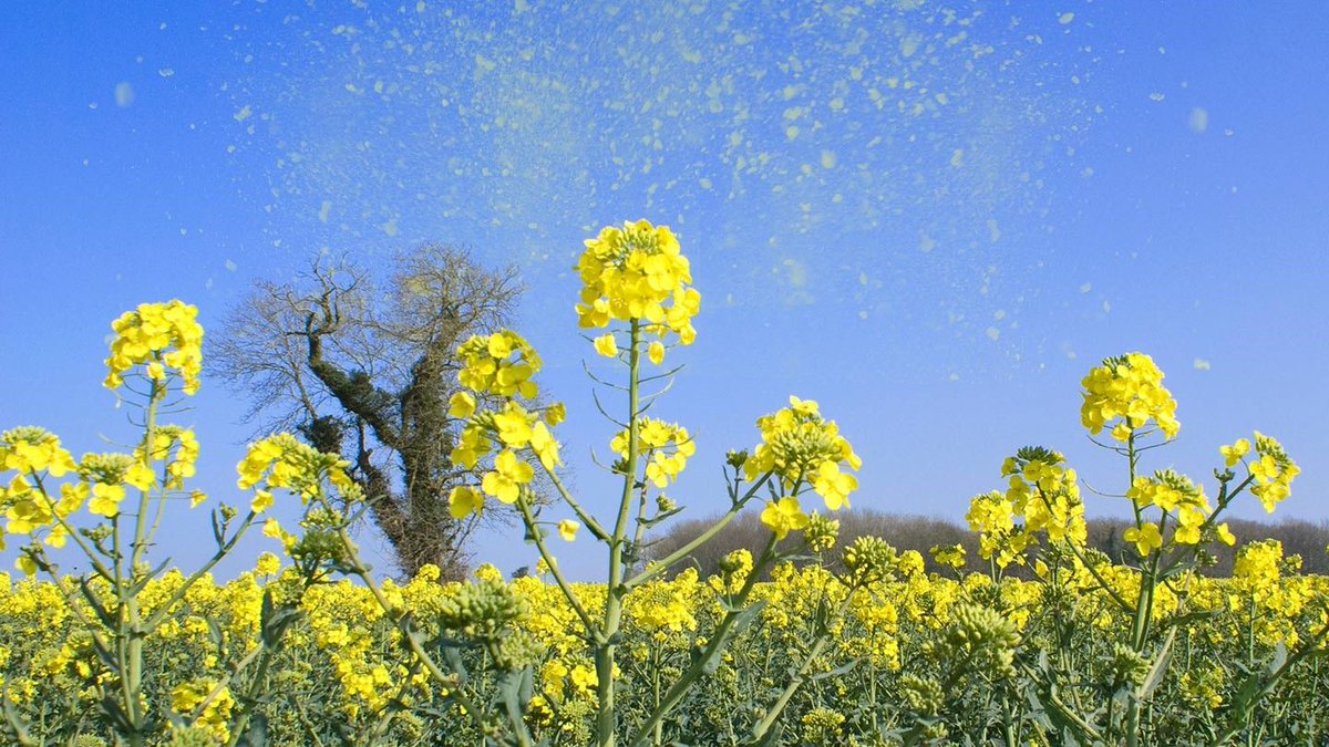 12/ "During pollen season, rinse your hair before bed. Otherwise you're just depositing pollen on your pillowcase every night and then rolling your face in it all night."