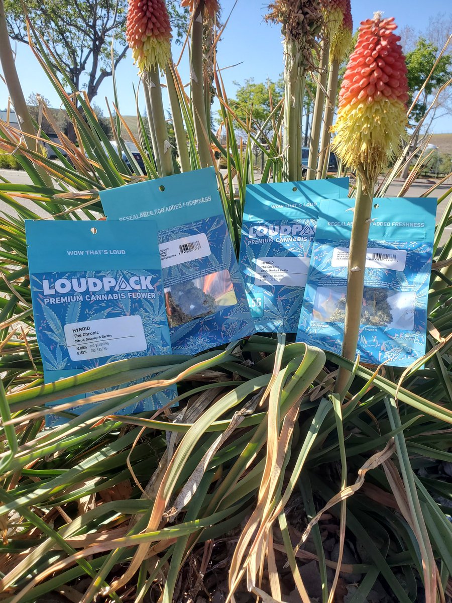 keepcannablue's tweet image. Come get some of Loud Pack.

This time we got The Chronic!

Hit the website for prices and availability.

Have a great Friday night.

#keepcannablue #cannabis #bayarea